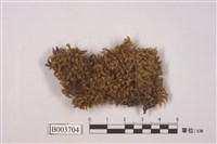 藏品(灰苔科)的圖片